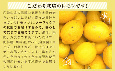 【手選別・産直】紀の川市産の安心国産レモン 約3kg 紀の川市厳選館《11月出荷》 和歌山県 紀の川市 フルーツ 果物 柑橘 レモン