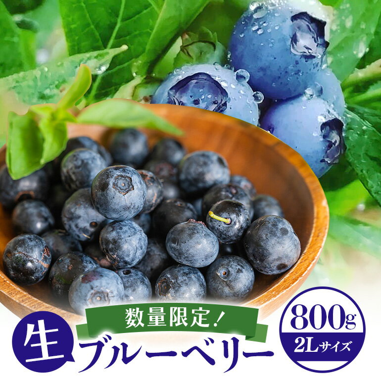 【ふるさと納税】【アイの玉】毎日！朝摘み生ブルーベリー(2L) 数量限定 期間限定 ブルーベリー フルーツ 果物 くだもの 冷蔵 大粒 新鮮 生果 国産 73-A 【2026年6月15日より順次発送予定・7月31日に受付終了】