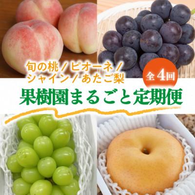 ふるさと納税 津山市 【発送月固定定期便】果樹園まるごと、桃と葡萄と梨が少しずつ届く!【お試し定期便】(岡山県産)全4回 | 