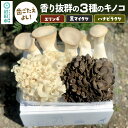 【ふるさと納税】歯ごたえよし！香り抜群の3種のきのこ（エリンギ、黒舞茸、ハナビラタケ）の詰め合わせ