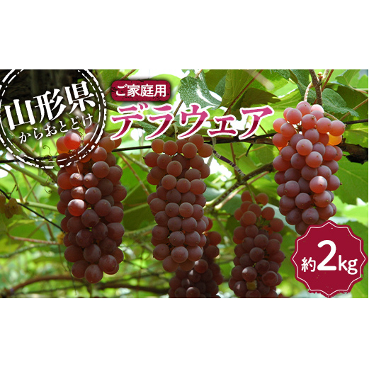 【令和7年産先行予約】 〈訳あり品 家庭用〉 デラウェア 約2kg (9～16房) 《令和7年8月上旬～発送》 『沼沢農園』  デラウェア ぶどう 種なし 果物 訳あり フルーツ デザート 山形県 南陽市 [2076]