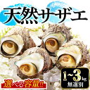 【ふるさと納税】＜選べる容量＞天然サザエ(1～3kg・無選別) 海鮮 さざえ サザエ 肉厚 刺身 壺焼き 酒蒸し しゃぶしゃぶ 海の幸 【sm-DD010】【Workplays】