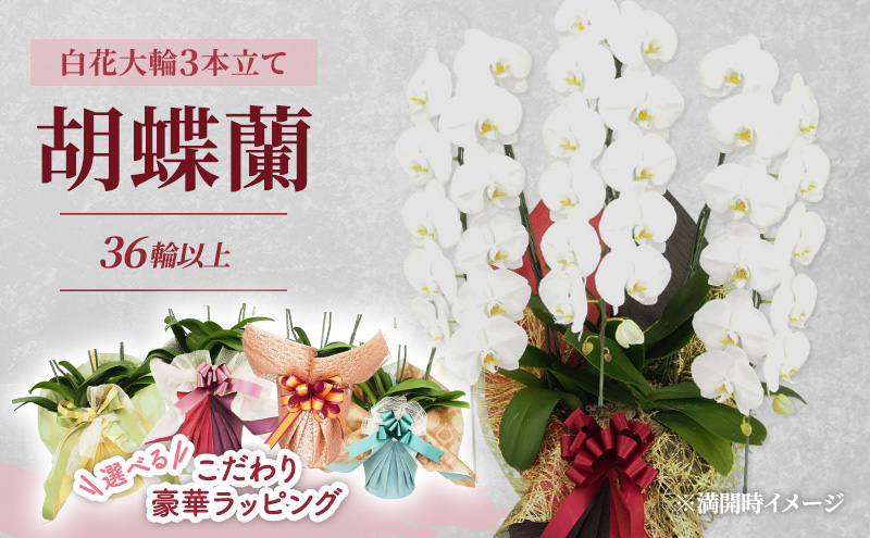 
            【選べるこだわり豪華ラッピング】赤平長持ち胡蝶蘭白花大輪3本立て (36輪以上) 胡蝶蘭 花 ギフト プレゼント お祝い 贈り物  インテリア 植物
          