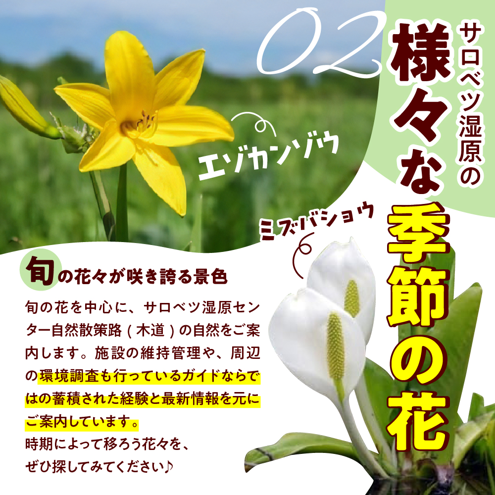 サロベツ湿原体験！木道自然ガイド 1名様【5～9月】