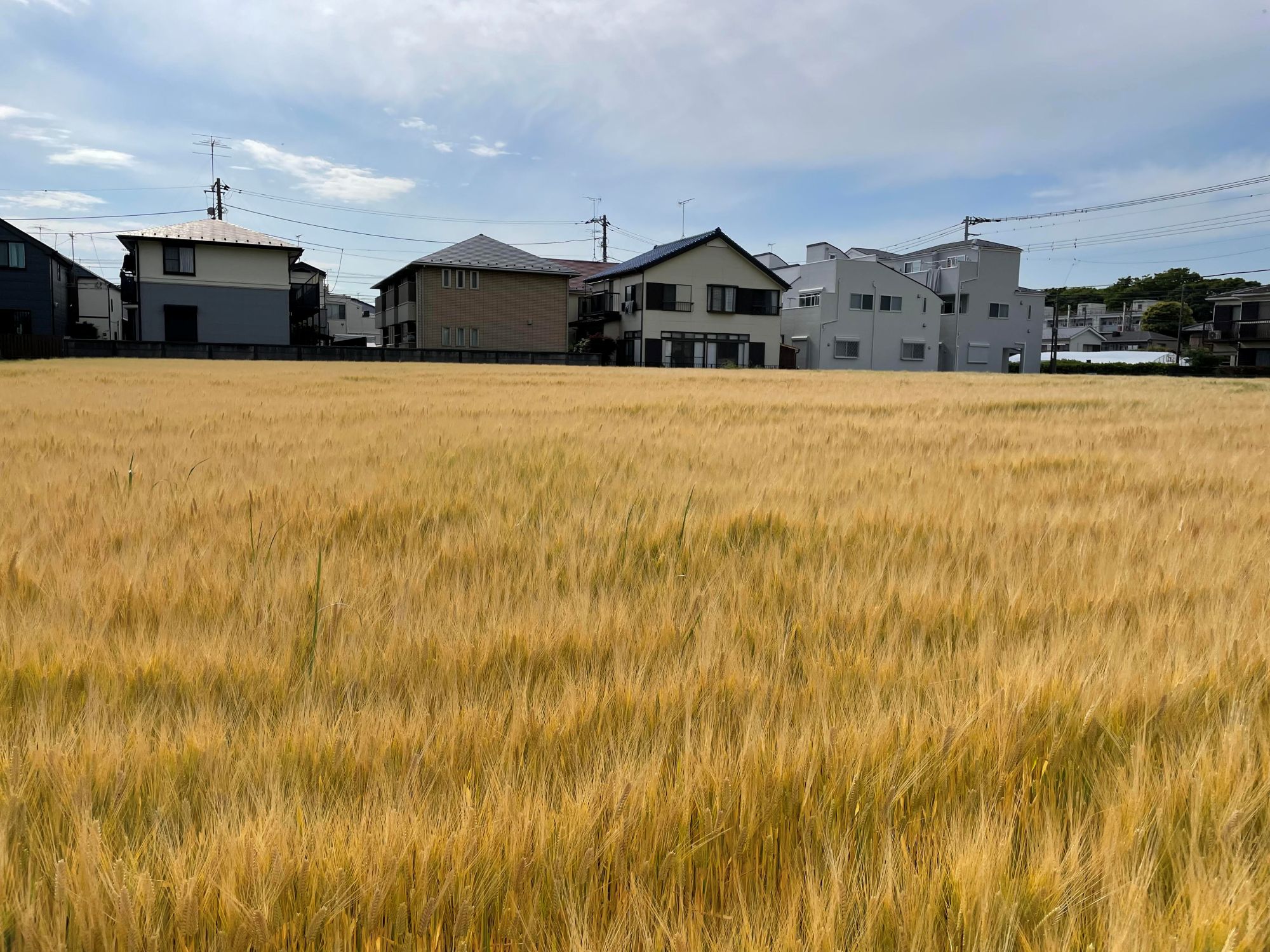 世田谷SHIBARIN BEER クラフトビール 6本セット（世田谷みやげ）ビール アルコール お酒 酒 ラガービール クラフトビール セット お土産 ギフト プレゼント ご褒美 贅沢 贈り物