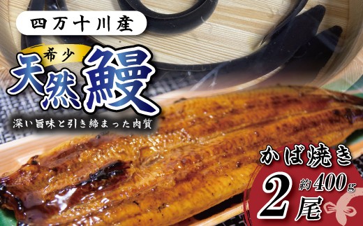希少 四万十川産＜天然うなぎ＞蒲焼 2尾（計約400ｇ） 天然うなぎ 天然 四万十川 希少 鰻 ウナギ うなぎ お取り寄せ グルメ きざみ お楽しみ おいしい ギフト 食べ物 食品 おかず 国産鰻 蒲焼 うなぎ蒲焼 ウナギ蒲焼 鰻蒲焼 冷凍 国産 高知 高知県 四万十 四万十市 R7-98