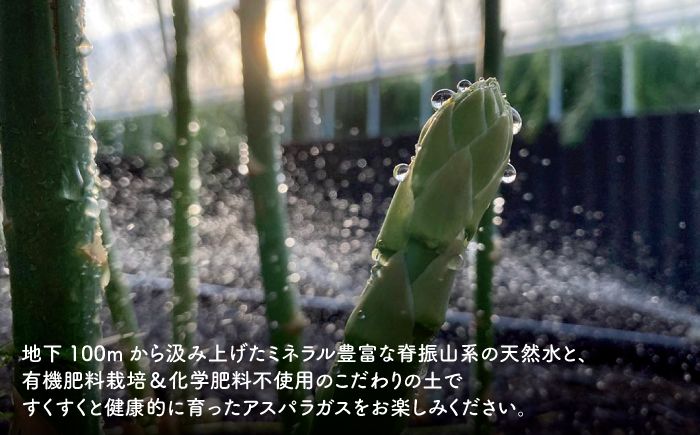 【3月上旬以降発送！】TVでも紹介！サイズが豊富で食卓楽しい！ アスパラガス 1kg＜坂井農園＞那珂川市 野菜 [GBP001]
