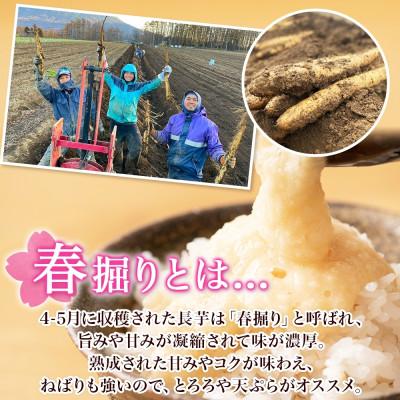 ふるさと納税 倶知安町 【2026年出荷】北海道 倶知安町産 長芋 計5kg 春堀り 芋 とろろ 北海道 倶知安町 |  | 02