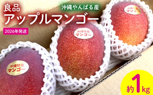 2026年発送【沖縄やんばる産】約1kg 良品アップルマンゴー（Ms mango farm） 南国 南国フルーツ 先行予約 期間限定 沖縄 甘味 糖度 フルーツ 果物 果実 プレゼント ギフト トロピカル 数量限定 予約 おすすめ くだもの 太陽 やんばる 自然