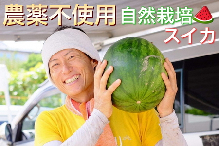 すいか 1玉 かたもとオーガニックファーム すいか