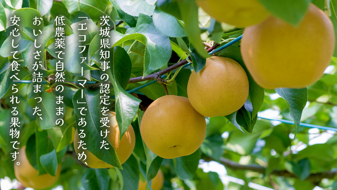 新高 約5kg（茨城県共通返礼品：かすみがうら市） 【2026年9月中旬発送開始】 梨 数量限定 なし ナシ フルーツ 果物 旬 産地直送 [FF005sa]