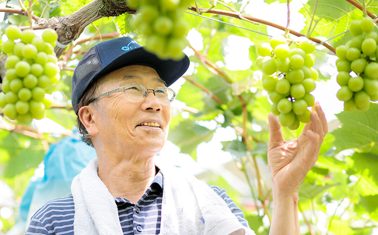 《数量限定・先行受付》 日本一太陽を浴びて育った宮崎のシャインマスカット 約2kg(3～4房) 食べやすい種なしブドウ [ぶどう 葡萄 大粒 果物 フルーツ 季節限定 果物 ギフト 贈答 産地直送 産