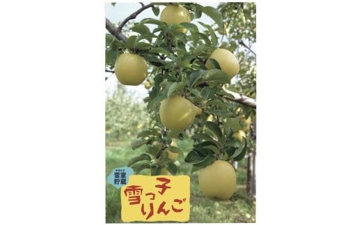 一つ一つ丁寧に箱詰めしています