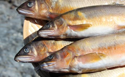 FKP9-365 球磨川の天然鮎 1kg