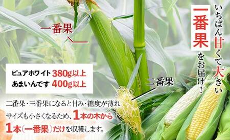 《令和6年発送 先行予約》北海道産 とうもろこし 食べ比べ ピュアホワイト3本＆あまいんです3本 朝採り 一番果 産地直送 数量限定 期間限定 NP1-177