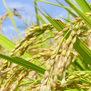 ≪令和7年産≫ 宮城県登米市産 ひとめぼれ 玄米 3kg お米 おこめ 米 コメ 白米 ご飯 ごはん おにぎり お弁当 ブランド米 【有限会社伊豆沼農産】tm695