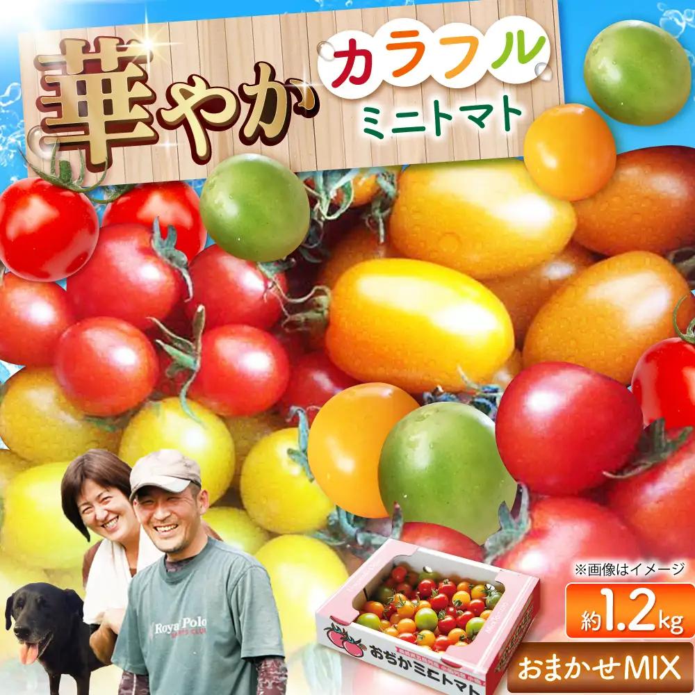 おまかせMIX カラフルミニトマト 約1.2kg [DAE002] ミニトマト