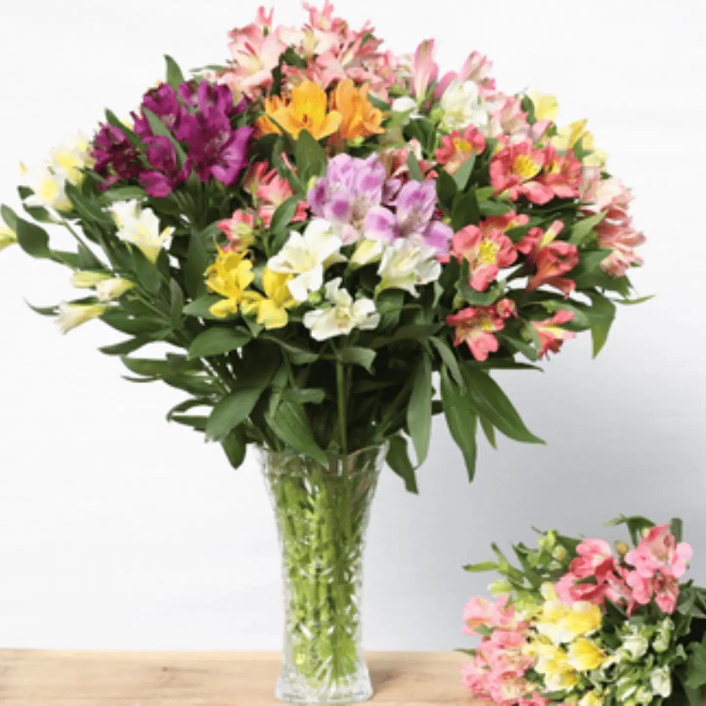 定期便６回便　切り花 アルストロメリア【上級品・生花　花丈80cm・32本前後】9～3月（KS-T504）