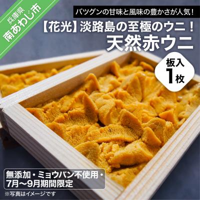 ふるさと納税 南あわじ市 【花光】淡路島の至極のウニ!天然赤ウニ(板入1枚)【無添加・ミョウバン不使用・7月〜9月期間限定】