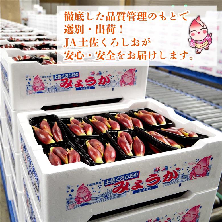 秀品 すさきのみょうが 1kg 生産量日本一 産地直送 秀品 かつおのたたき 薬味 高知県 高知 須崎 須崎市 すさき みょうが 茗荷 かつおたたき 藁焼き鰹  ぽん酢 玉ねぎ ねぎ しょうが 甘酢漬