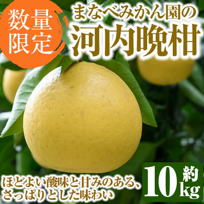 【ふるさと納税】＜先行予約受付中！2026年3月中旬以降順次発送予定＞まなべみかん園の河内晩柑(約10kg) 国産 鹿児島県産 阿久根市産 柑橘類 かんきつ 晩柑 果物 フルーツ 期間限定 数量限定 デザート かわちばんかん 10kg 贈答用 ギフト【有限会社まなべみかん園】akn034-04