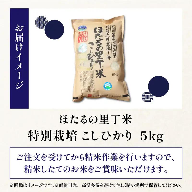 【新米予約受付中】令和8年産 特別栽培こしひかり 5kg【A-002004】