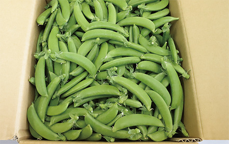 2026年2月上旬頃～発送【産地直送！新鮮旬野菜！】ご家庭用スナップエンドウ約3kg 指宿促成青果 A-415 スナップ エンドウ 野菜 旬 旬野菜 春 サラダ 天ぷら 炒め物 新鮮 指宿 鹿児島 い