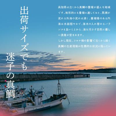 ふるさと納税 芸西村 高知の海鮮丼の素「真鯛の漬け」1食80g×10Pセット【コロナ応援企画】 |  | 01
