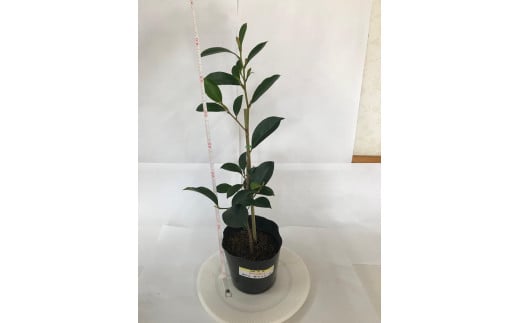 植物 福の山・榊（サカキ） 苗木（1ポット）:40cm 広島県福山市/小林商事 本榊 さかき 苗木 地植え 神棚 プランター 観葉植物 [BAEA007]