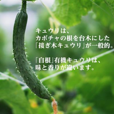 ふるさと納税 掛川市 【フードロス対応・規格外】有機キュウリ　接ぎ木ではない昔ながらの自根きゅうり  夏季(6〜8月)発送 |  | 01