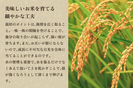 【令和7年産新米先行予約】新潟県産コシヒカリ 玄米5kg（5kg×1袋）（従来品種） 《9月下旬から順次出荷》 新潟米 お米 こめ コメ ライス ご飯 加茂市 のざきファーム