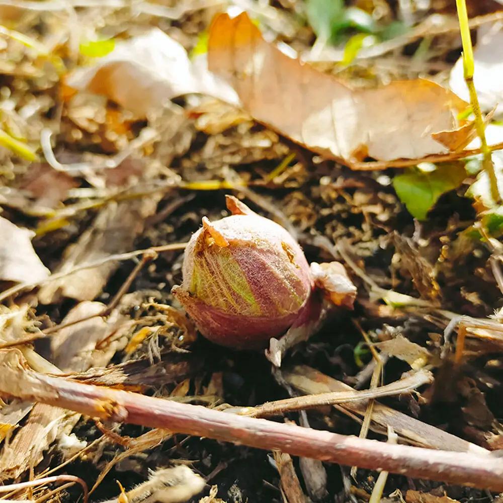 【先行受付】青森県十和田市産 山菜セット（2～5種類 種類おまかせ）1箱