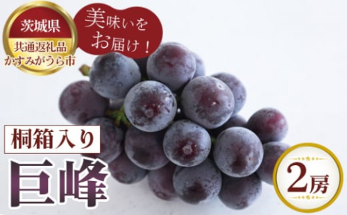 No.612 【先行予約】お中元　巨峰　桐箱入り2房【茨城県共通返礼品 かすみがうら市】 ／ 旬 新鮮 葡萄 ブドウ 果物 フルーツ 茨城県 特産品