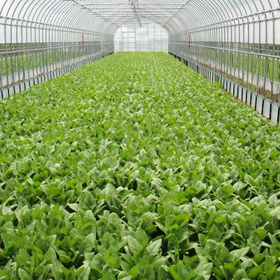 ふるさと納税 安芸太田町 新鮮朝採れ!安芸太田町産ほうれんそう　200g×7束 |  | 02