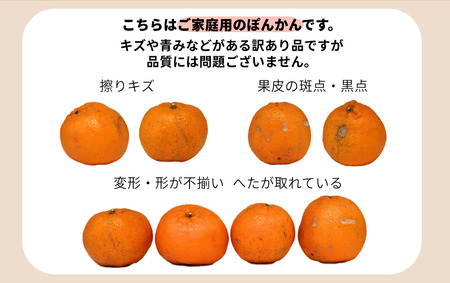 ＜先行予約＞牛が育てる！コクうまポンカン＜5kg＞Mサイズ　ko10 【小池農園】