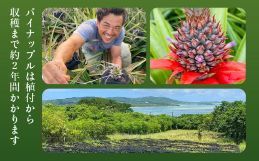 2026年 先行予約 パイナップル ついに実現！転換期間中　JASオーガニック ミニピーチ 3kg (7～8玉) 果物 フルーツ