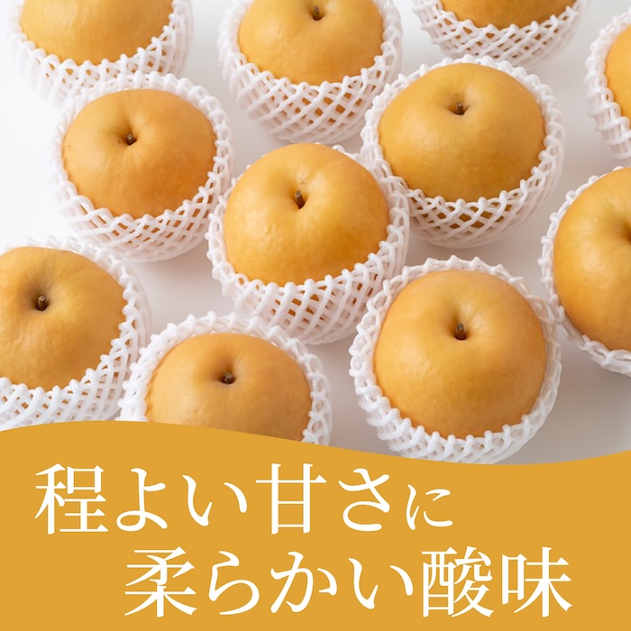 【先行予約】有機配合肥料使用 新興梨 10玉から16玉 2025年10月上旬から10月中旬 出荷予定【春光園】 梨 なし 果物 フルーツ
