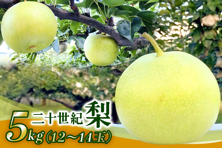 梨 2026年 先行予約 二十世紀梨 5kg 12～14玉 果物 なし 広島県 安芸高田市
