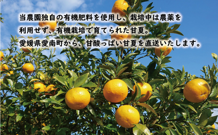 先行予約 訳あり 甘夏 10kg 7000円 樹齢25年 以上 みかん mikan 蜜柑 あまなつ 夏みかん グレープフルーツ だいだい 家庭用 事前 予約 受付 産地直送 国産 農家直送 糖度 期間