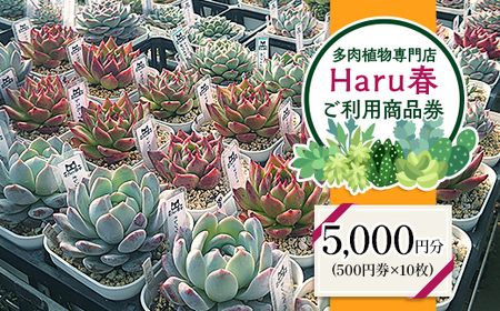 593 Haru春で使える5,000円分チケット（500円×10枚）