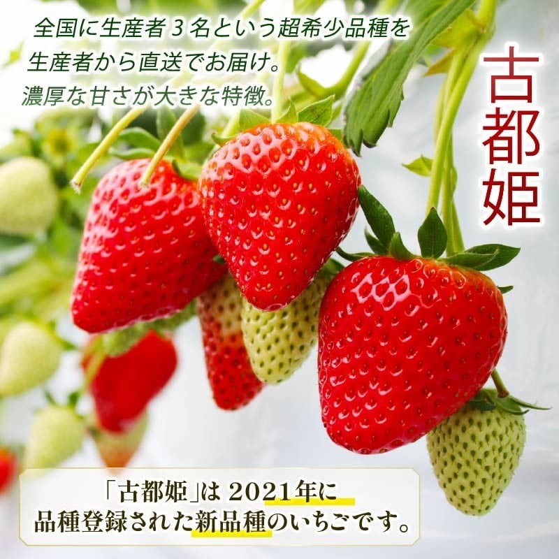 【数量限定】 2026年発送 苺 いちご 古都姫 350g 化粧箱 冷蔵 小分け 果物 スイーツ デザート くだもの フルーツ ベリー ふるさと納税 いちご 大粒 採れたて 完熟 おやつ 産地直送 先