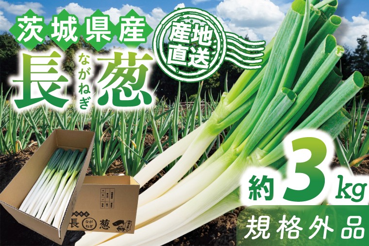 
            ★訳あり★河野農園自慢の新鮮長ねぎ(規格外) 約3kg｜長ネギ 長ねぎ ネギ ねぎ 葱 野菜 やさい 訳あり わけあり 訳アリ 野菜 新鮮 規格外 茨城県 行方市(HW-1)
          