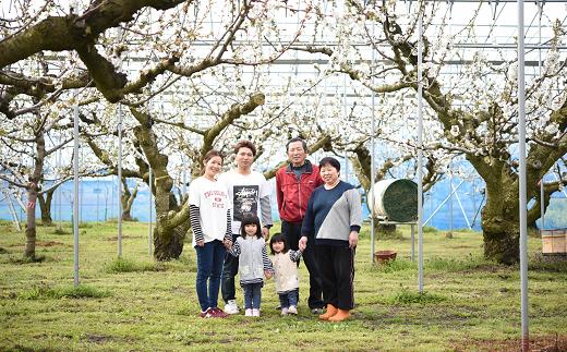 〈訳あり品 家庭用〉 りんご 「完熟サンふじ」 食べきりサ