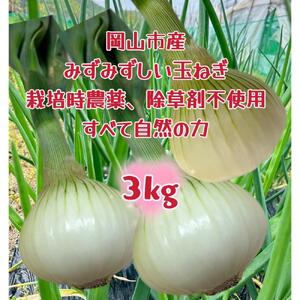 岡山市産 玉ねぎ3kg(サイズ混合)栽培期間中農薬・除草剤不使用全て自然の力健康野菜