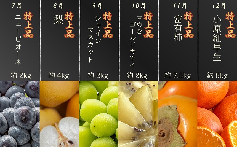 フルーツ 定期便 12ヶ月連続 特上品 毎月お届け さぬき姫いちご 苺 いちご せとか デコポン 八朔 びわ 桃 ニューピオーネ 梨 シャインマスカット さぬきゴールドキウイ キウイ 富有柿 柿 小原紅早生 みかん 柑橘 ぶどう 果物 定期 12回 香川県 観音寺市