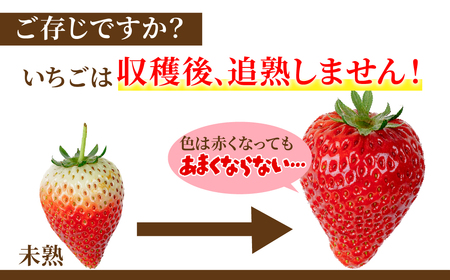 いちご【2月以降発送】朝採れとちおとめ レギュラーサイズ 約270g × 4パック 計1080g |イチゴ いちご