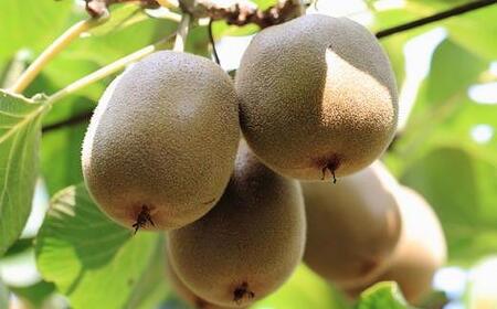 和歌山かつらぎ町産キウイフルーツ約3.6kg（玉数おまかせ）秀品【2027年1月中旬～2027年3月上旬頃順次発送】【TM021-tec】