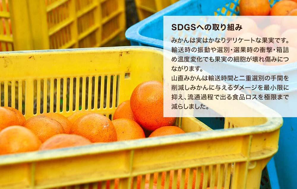 ゆら早生 みかん 山から直送 箱込 5kg (内容量 4.4kg) 採れたてそのままごろごろ規格 有田みかん 和歌山県産 【みかんの会】