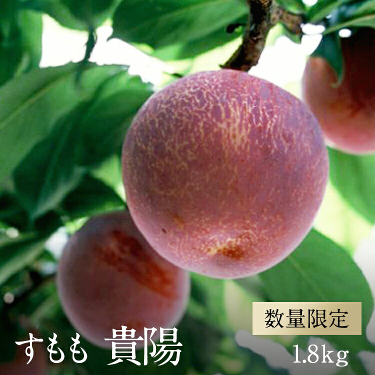 【ふるさと納税】 【2025年／令和7年発送先行予約】すもも「貴陽」約1.8kg ふるさと納税 すもも 李 貴陽 果物 フルーツ おすすめ 山梨県 南アルプス市 送料無料 ALPAA024