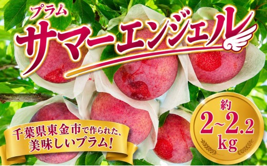 プラム サマーエンジェル 約2～2.2kg 【2026年7月中旬以降発送予定】 果物 フルーツ ぷらむ puramu すもも スモモ 旬 先行予約 贈答 ギフト 贈り物 甘い 濃厚 酸味 果汁 大玉 品種 高級 産地直送 デザート ジャム ゼリー 果実酒 安井農園 千葉 東金